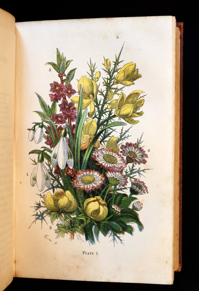 1866 Rare Edition - Wild Flowers and Medicinal Uses color Illustrated by Noel Humphreys.