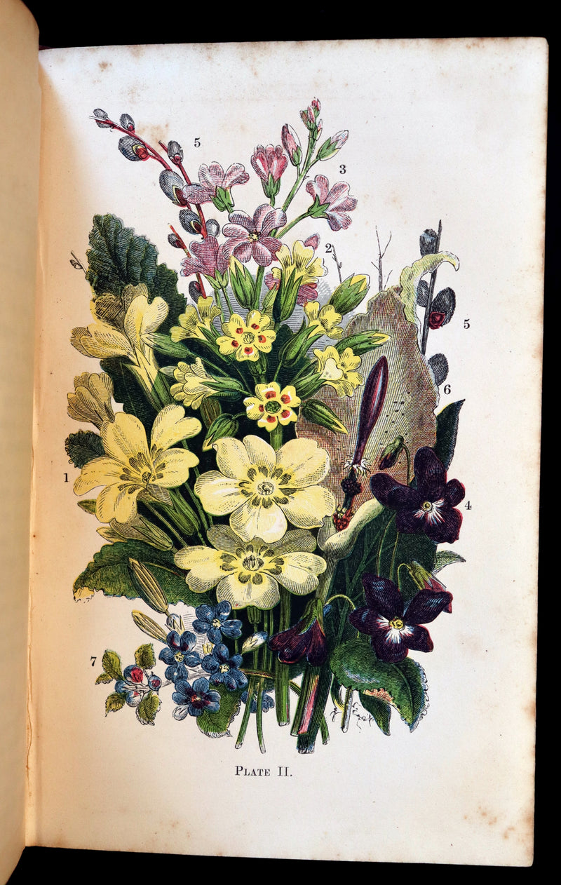 1866 Rare Edition - Wild Flowers and Medicinal Uses color Illustrated by Noel Humphreys.