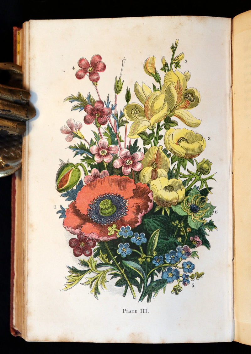 1866 Rare Edition - Wild Flowers and Medicinal Uses color Illustrated by Noel Humphreys.