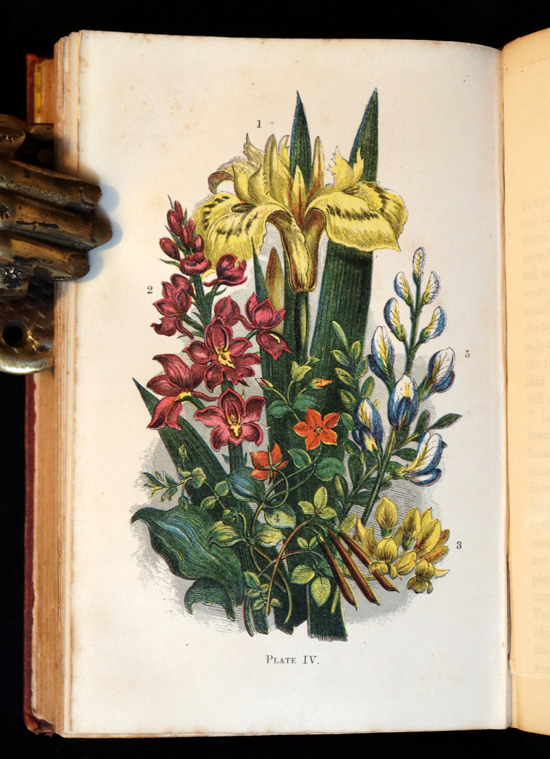 1866 Rare Edition - Wild Flowers and Medicinal Uses color Illustrated by Noel Humphreys.
