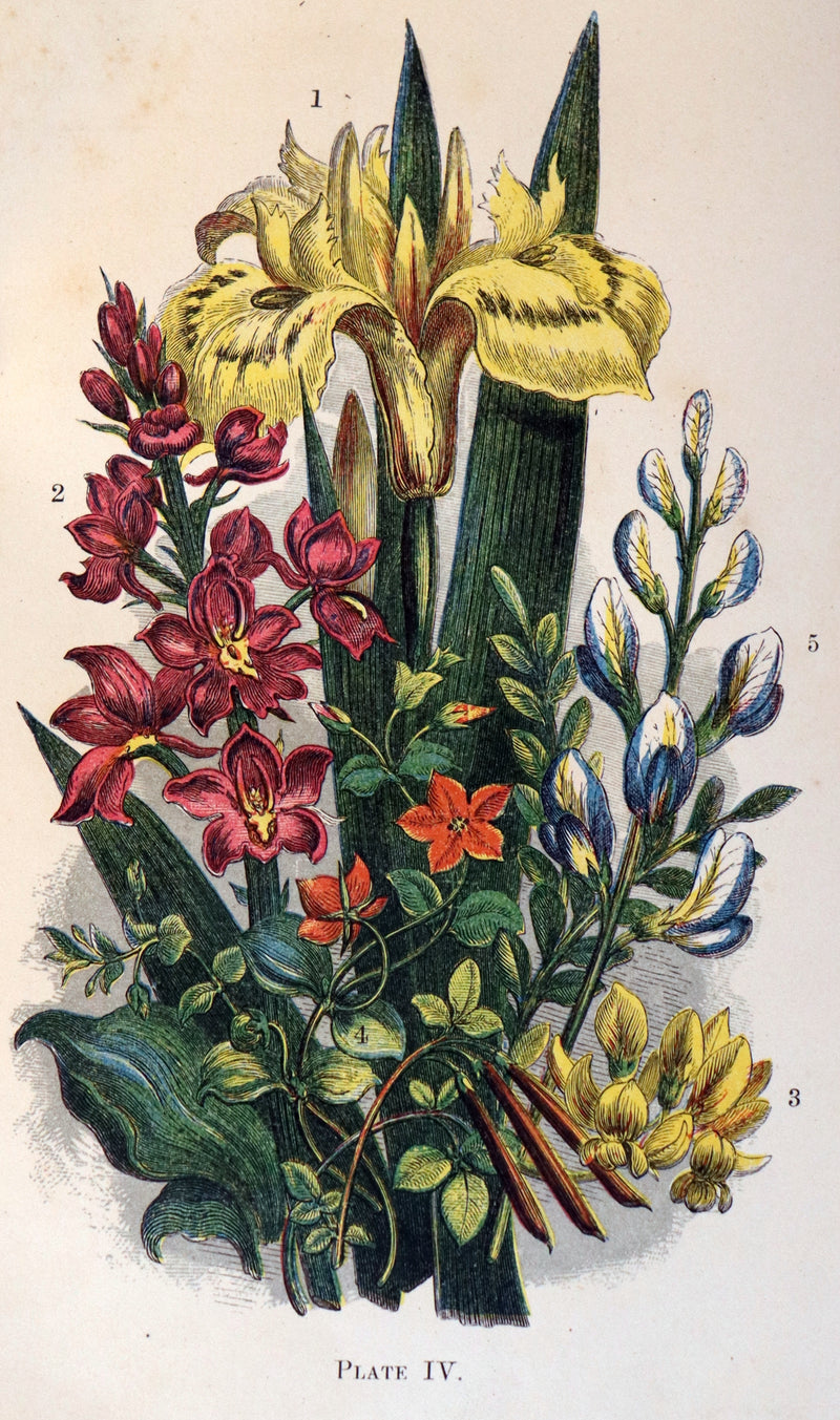 1866 Rare Edition - Wild Flowers and Medicinal Uses color Illustrated by Noel Humphreys.