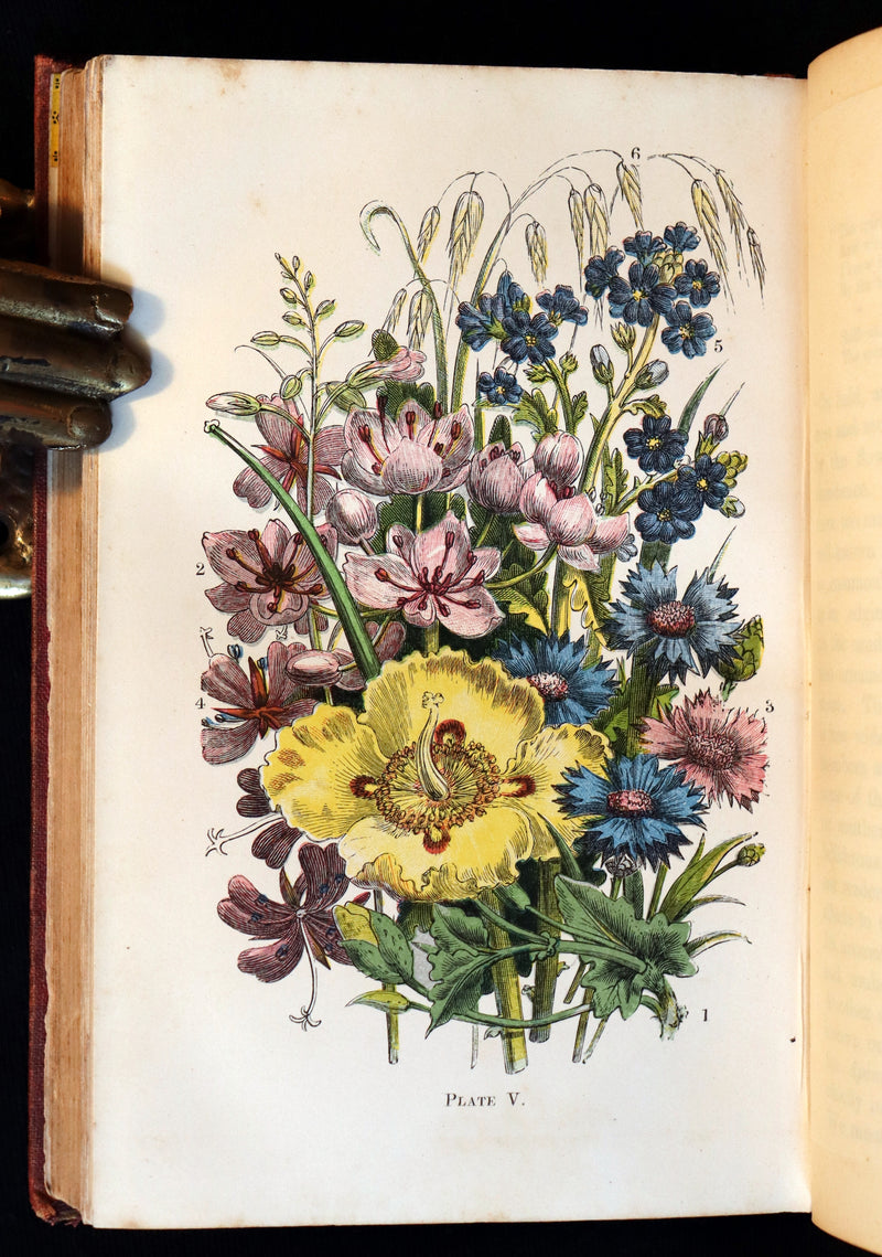 1866 Rare Edition - Wild Flowers and Medicinal Uses color Illustrated by Noel Humphreys.