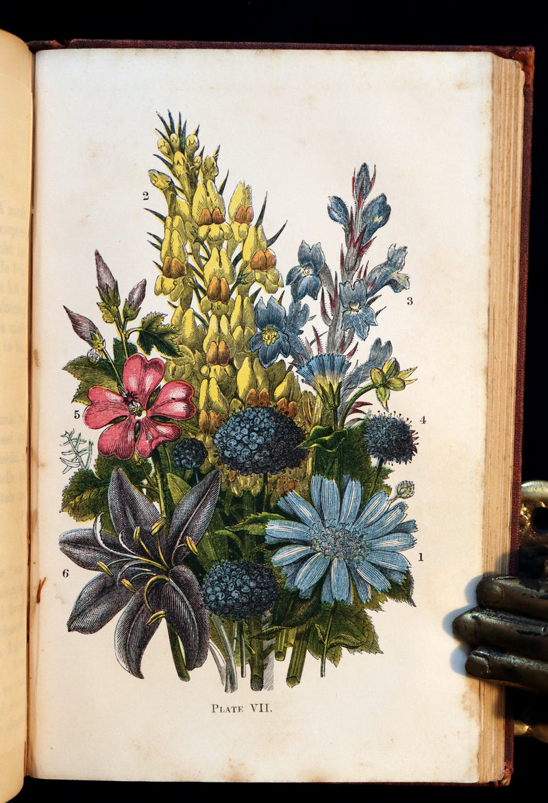 1866 Rare Edition - Wild Flowers and Medicinal Uses color Illustrated by Noel Humphreys.