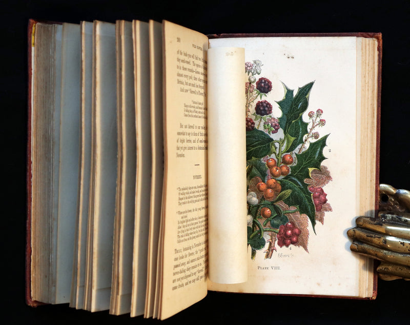 1866 Rare Edition - Wild Flowers and Medicinal Uses color Illustrated by Noel Humphreys.