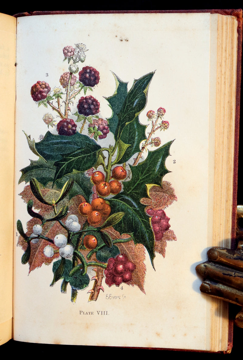 1866 Rare Edition - Wild Flowers and Medicinal Uses color Illustrated by Noel Humphreys.