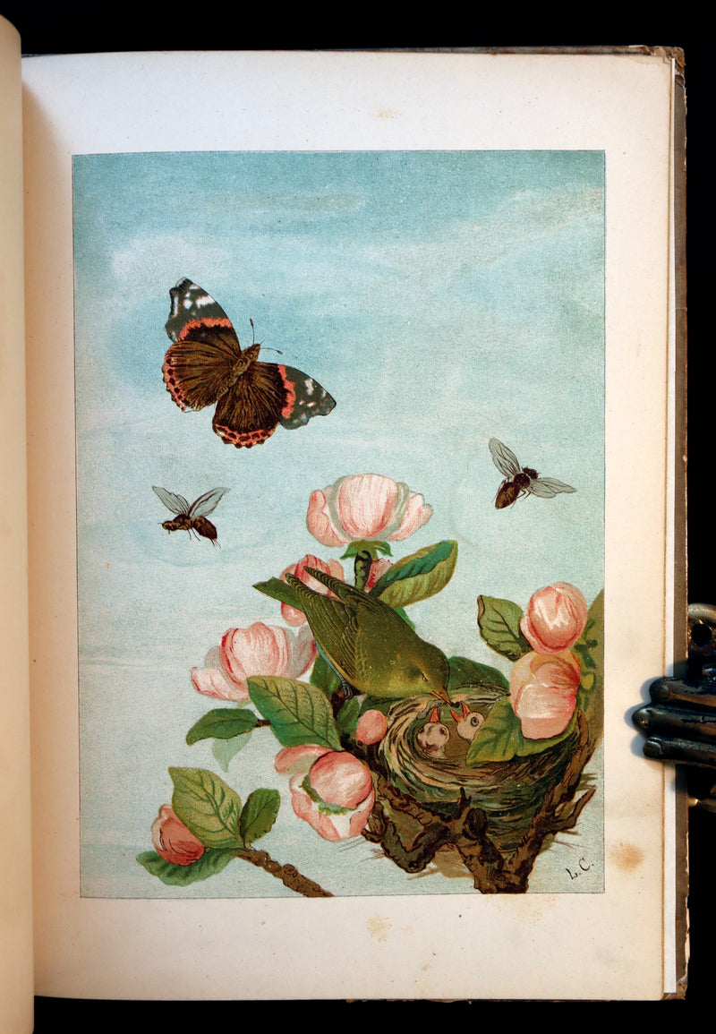 1882 Scarce Victorian FAIRY Book ~ LOUISE CLARKSON FLY-AWAY FAIRIES AND BABY-BLOSSOMS. 1stED.