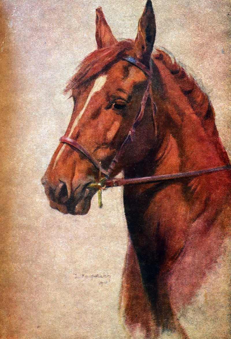 1966 Rare Bayntun for Brentano's binding - BLACK BEAUTY by Anna Sewell illustrated by Lucy Kemp-Welch.