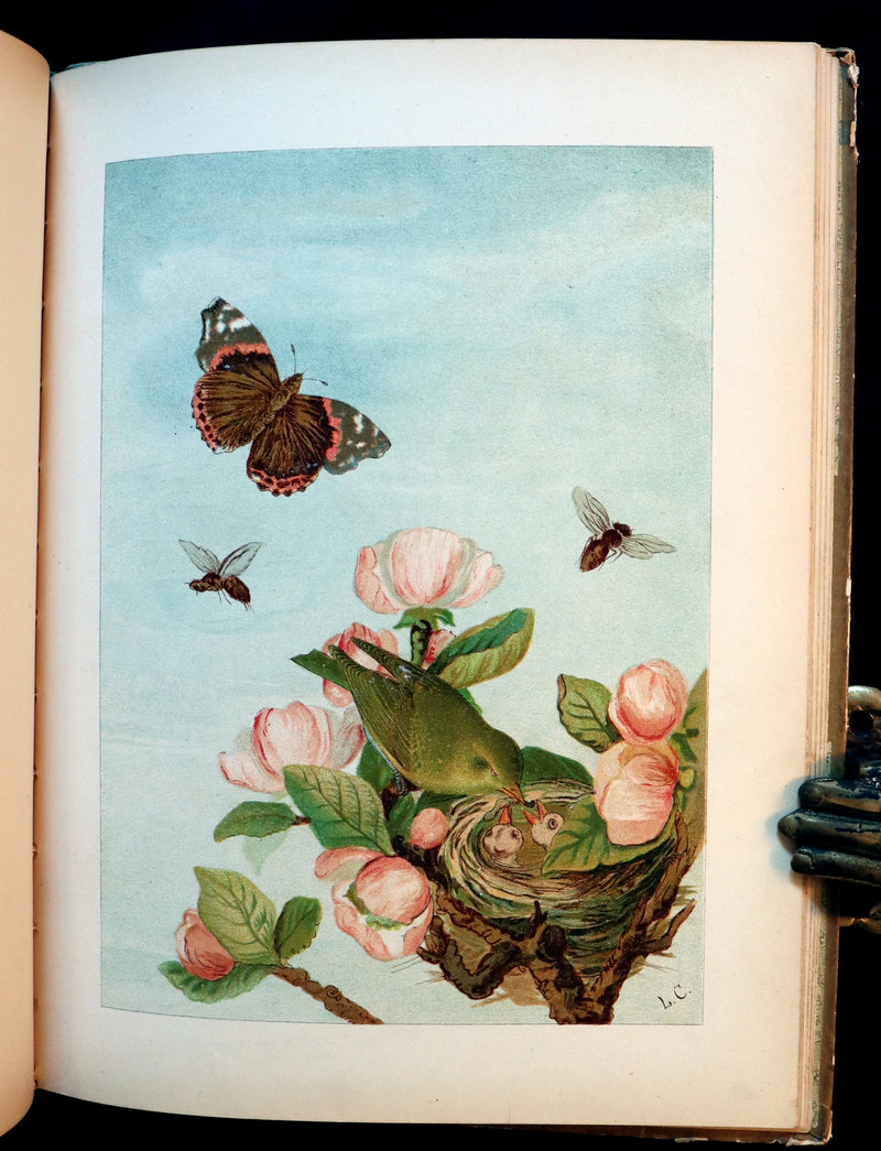 1882 Scarce Victorian FAIRY Book ~ LOUISE CLARKSON FLY-AWAY FAIRIES AND BABY-BLOSSOMS. First Edition.