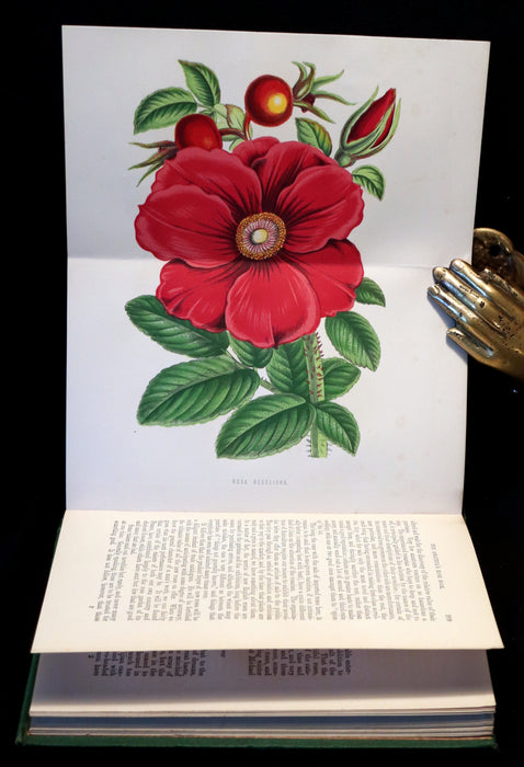 1874 Rare Victorian Gardening Book - The Amateur's Rose Book by the famous botanist James Shirley Hibberd.