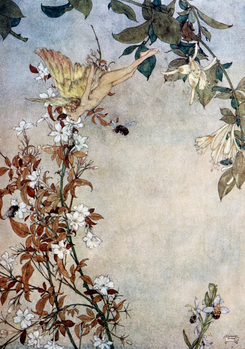 1908 Rare Book bound by Bayntun - THE TEMPEST by Shakespeare illustrated by Edmund DULAC. 1stED.