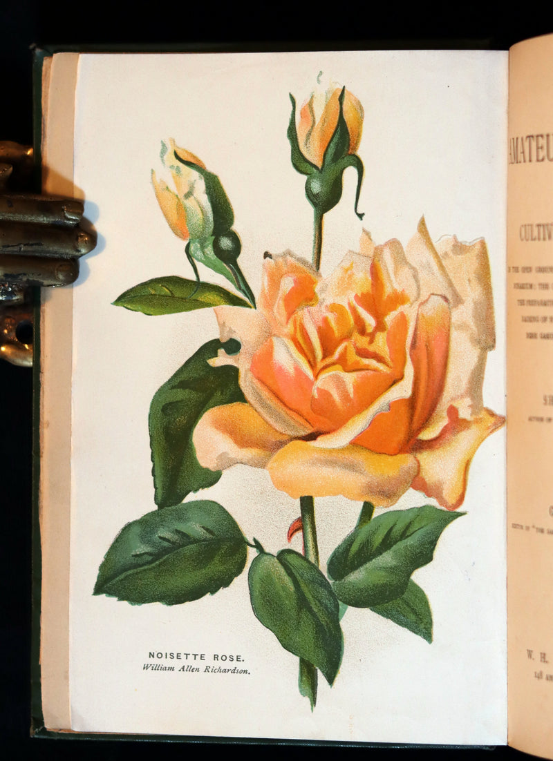 1894 Rare Victorian Gardening Book - The Amateur's Rose Book by the famous botanist James Shirley Hibberd.