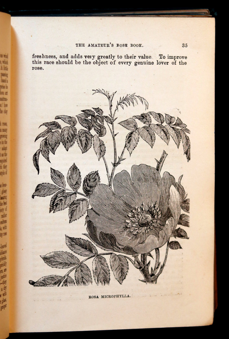 1894 Rare Victorian Gardening Book - The Amateur's Rose Book by the famous botanist James Shirley Hibberd.