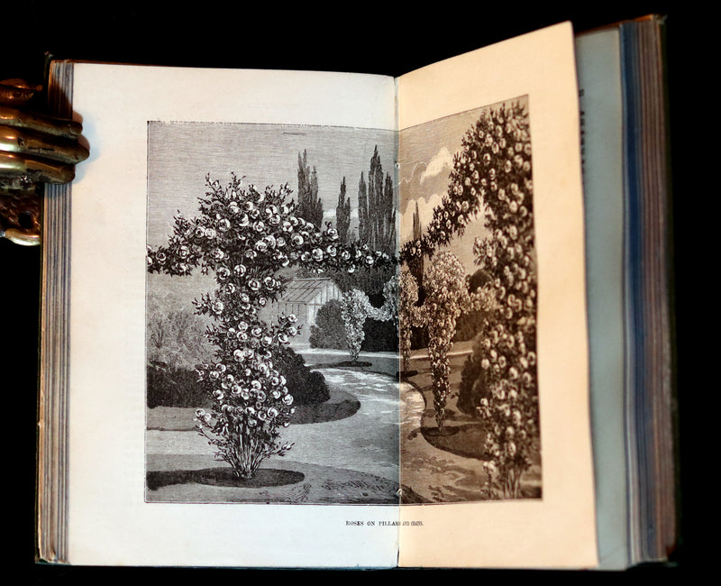 1894 Rare Victorian Gardening Book - The Amateur's Rose Book by the famous botanist James Shirley Hibberd.