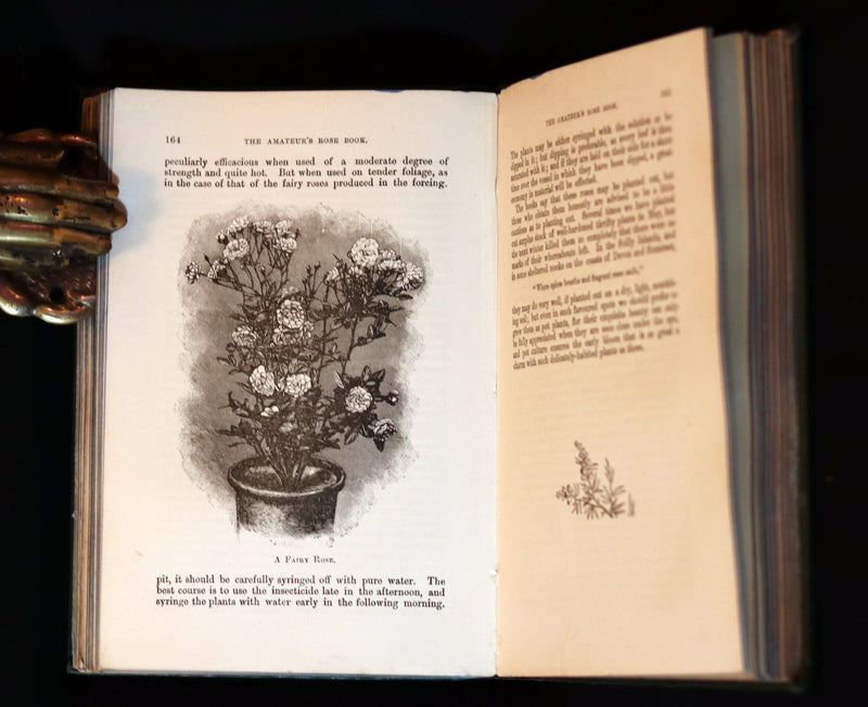 1894 Rare Victorian Gardening Book - The Amateur's Rose Book by the famous botanist James Shirley Hibberd.