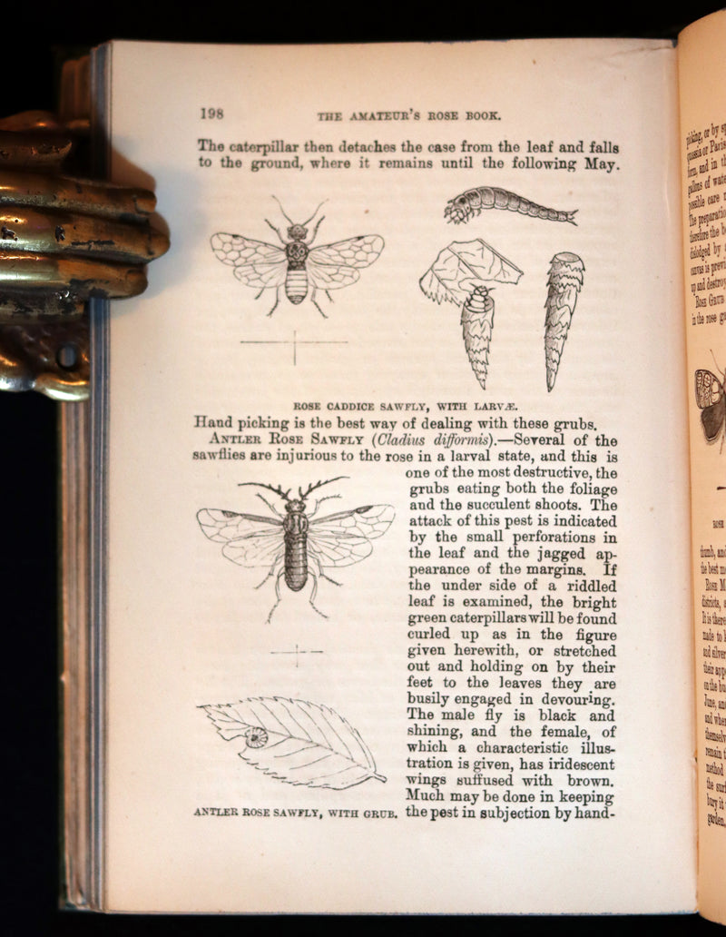 1894 Rare Victorian Gardening Book - The Amateur's Rose Book by the famous botanist James Shirley Hibberd.