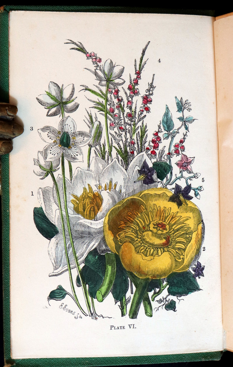 1868 Rare Book - Wild Flowers and Medicinal Uses color Illustrated by Noel Humphreys.