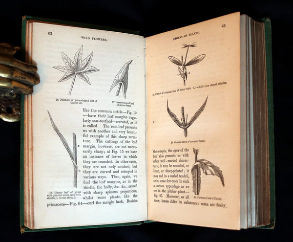 1868 Rare Book - Wild Flowers and Medicinal Uses color Illustrated by Noel Humphreys.