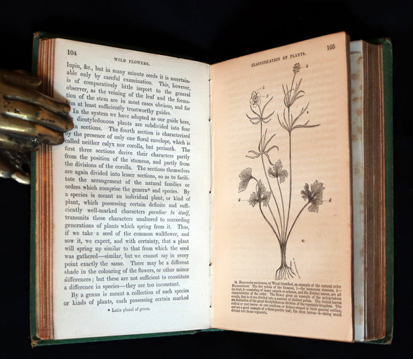 1868 Rare Book - Wild Flowers and Medicinal Uses color Illustrated by Noel Humphreys.