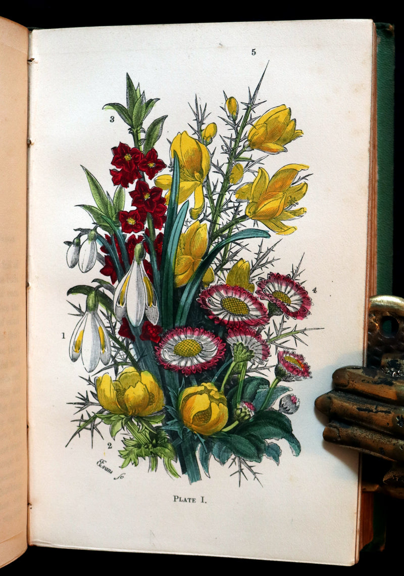 1868 Rare Book - Wild Flowers and Medicinal Uses color Illustrated by Noel Humphreys.