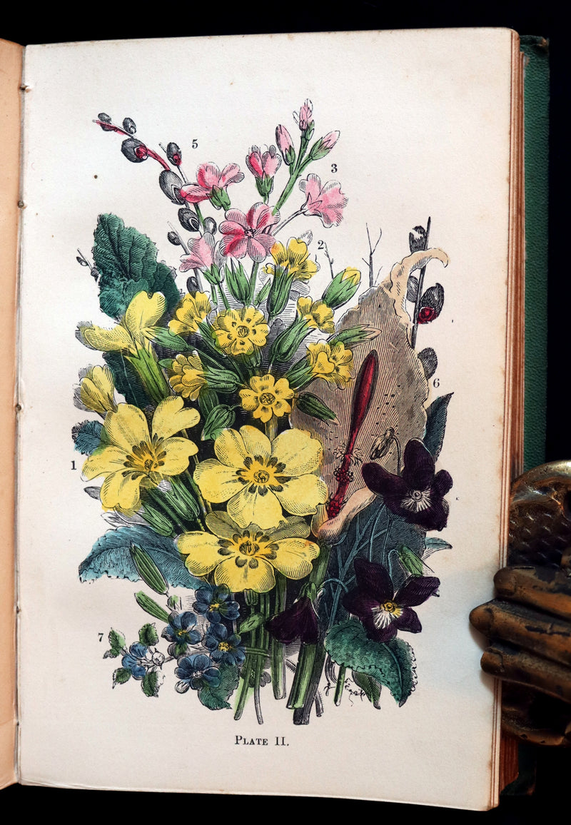 1868 Rare Book - Wild Flowers and Medicinal Uses color Illustrated by Noel Humphreys.