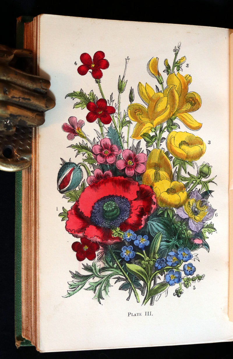 1868 Rare Book - Wild Flowers and Medicinal Uses color Illustrated by Noel Humphreys.