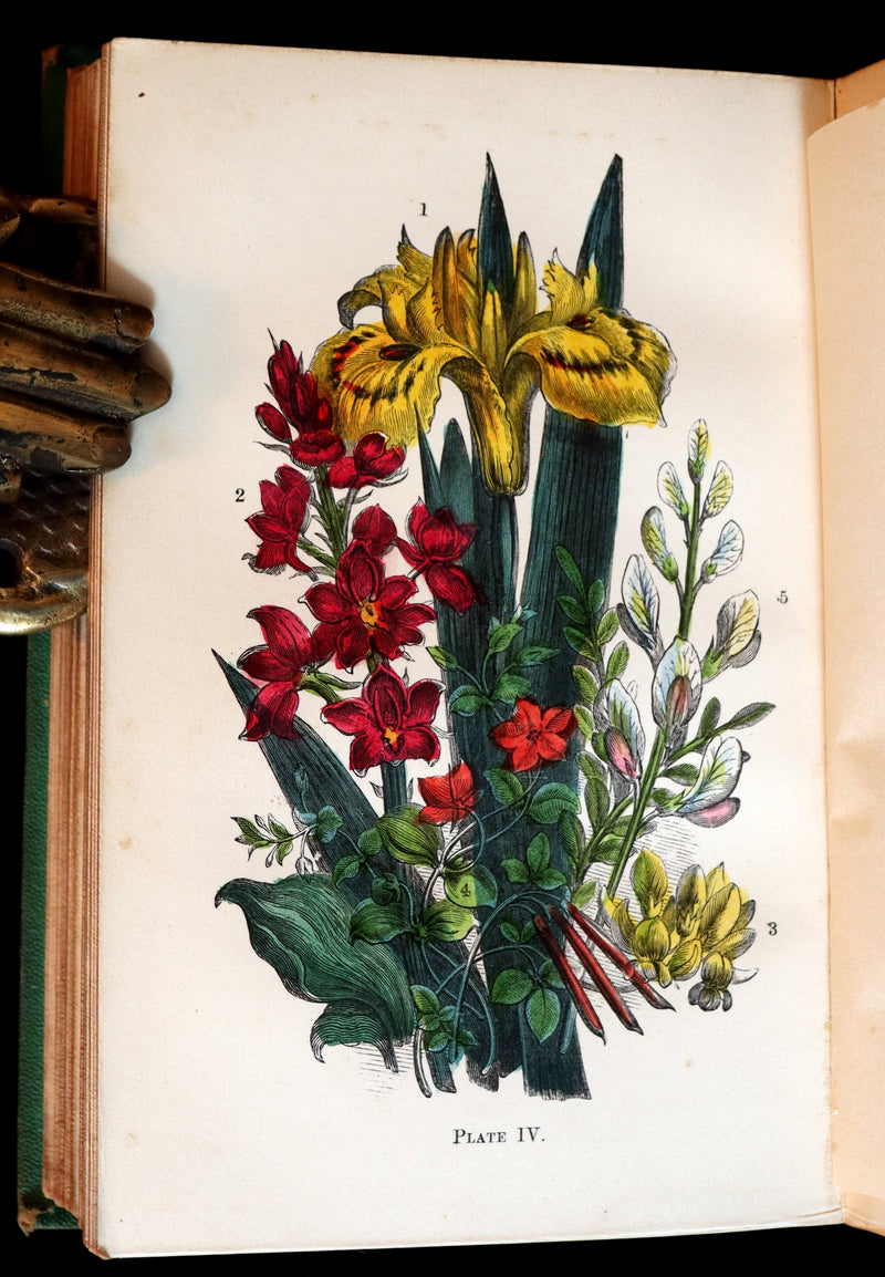 1868 Rare Book - Wild Flowers and Medicinal Uses color Illustrated by Noel Humphreys.