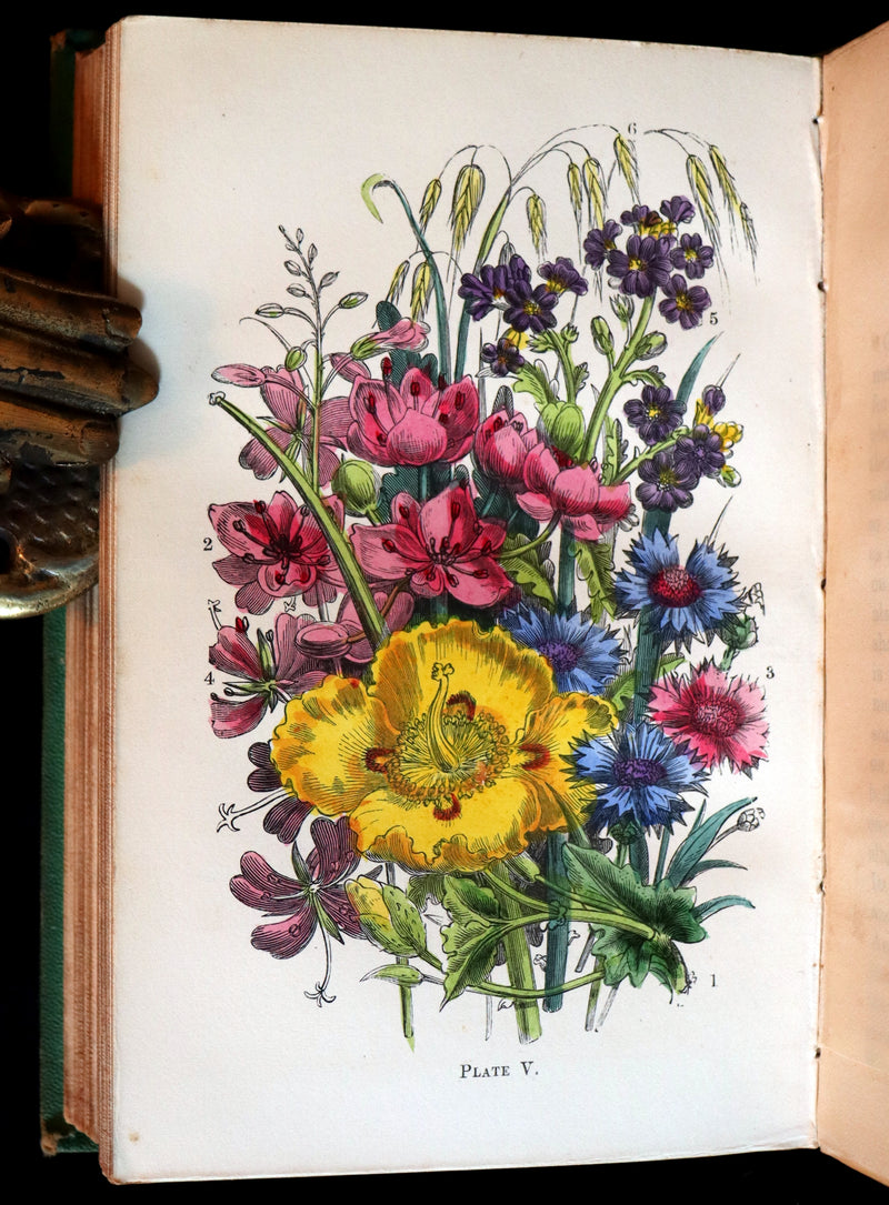 1868 Rare Book - Wild Flowers and Medicinal Uses color Illustrated by Noel Humphreys.