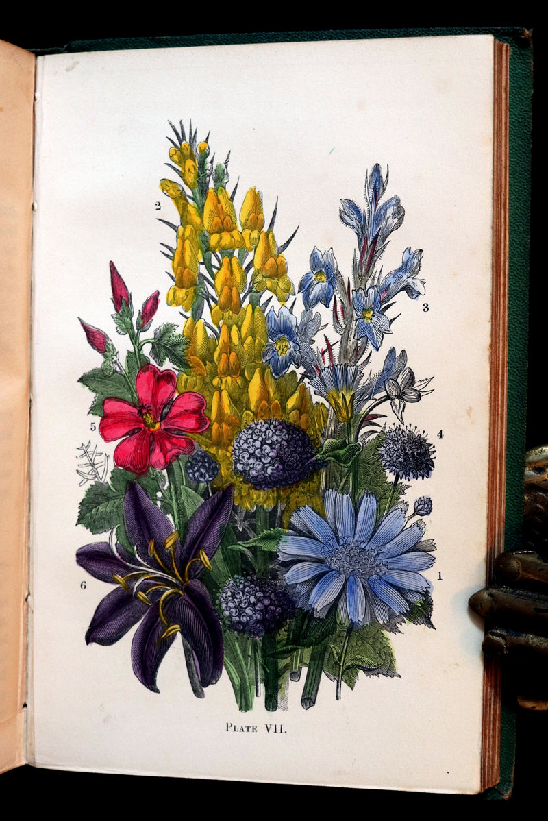 1868 Rare Book - Wild Flowers and Medicinal Uses color Illustrated by Noel Humphreys.