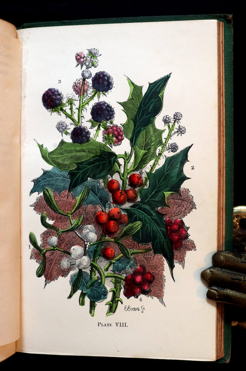 1868 Rare Book - Wild Flowers and Medicinal Uses color Illustrated by Noel Humphreys.