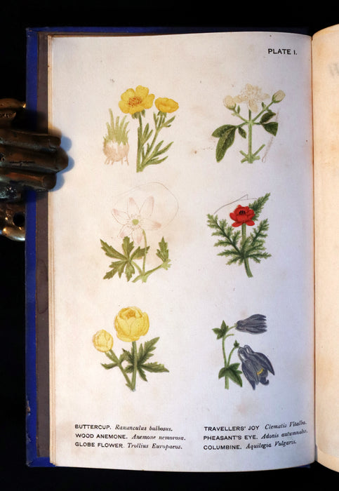 1879 Rare Victorian Book - WILD FLOWERS Worth Notice by British Botanist Phoebe Lankester. Illustrated.