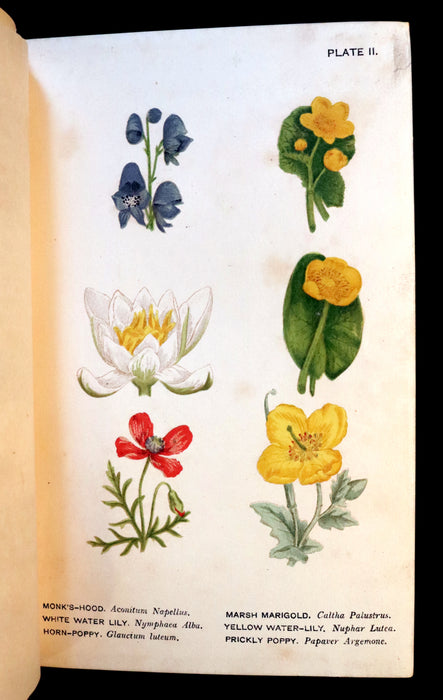 1879 Rare Victorian Book - WILD FLOWERS Worth Notice by British Botanist Phoebe Lankester. Illustrated.