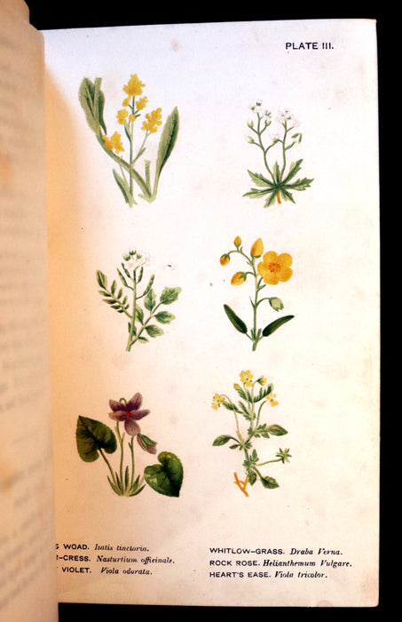 1879 Rare Victorian Book - WILD FLOWERS Worth Notice by British Botanist Phoebe Lankester. Illustrated.