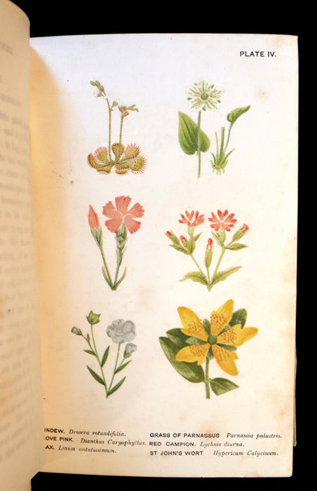 1879 Rare Victorian Book - WILD FLOWERS Worth Notice by British Botanist Phoebe Lankester. Illustrated.