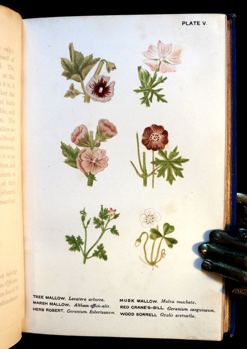 1879 Rare Victorian Book - WILD FLOWERS Worth Notice by British Botanist Phoebe Lankester. Illustrated.