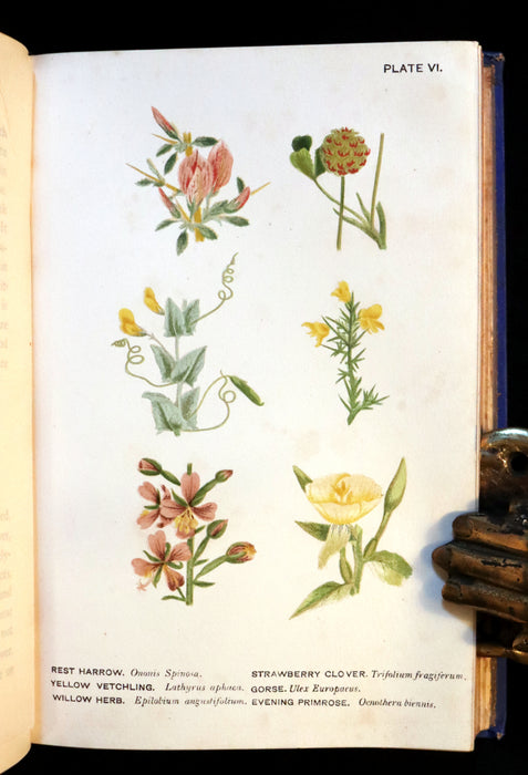 1879 Rare Victorian Book - WILD FLOWERS Worth Notice by British Botanist Phoebe Lankester. Illustrated.