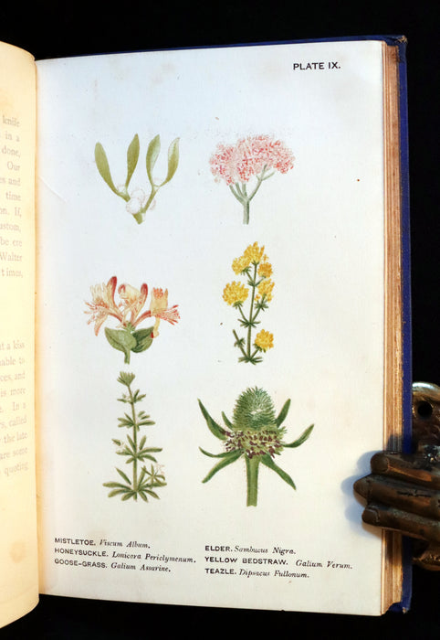 1879 Rare Victorian Book - WILD FLOWERS Worth Notice by British Botanist Phoebe Lankester. Illustrated.