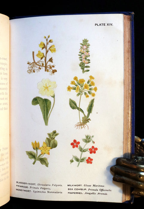 1879 Rare Victorian Book - WILD FLOWERS Worth Notice by British Botanist Phoebe Lankester. Illustrated.