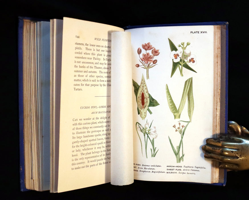 1879 Rare Victorian Book - WILD FLOWERS Worth Notice by British Botanist Phoebe Lankester. Illustrated.