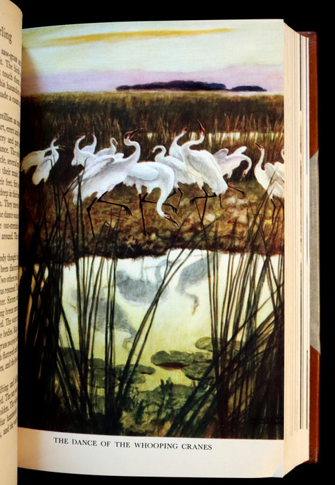 1939 First Edition - The YEARLING by Marjorie Kinnan Rawlings illustrated by N. C. WYETH.