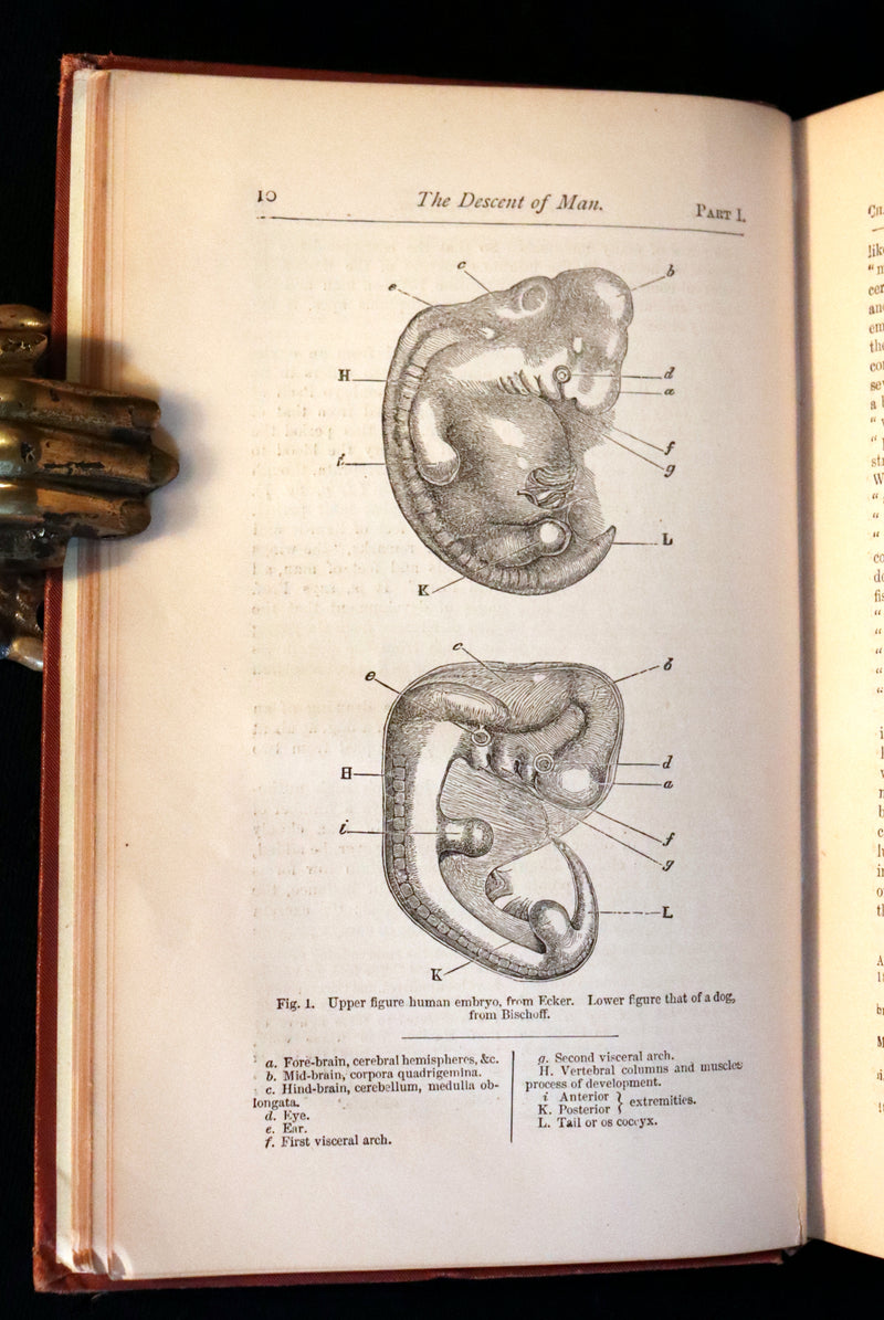 1883 Rare Book - CHARLES DARWIN - The DESCENT OF MAN and Selection in Relation to Sex.