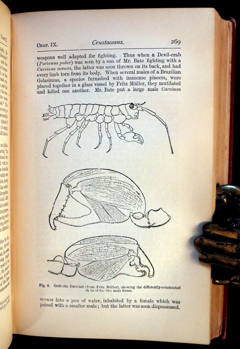 1883 Rare Book - CHARLES DARWIN - The DESCENT OF MAN and Selection in Relation to Sex.