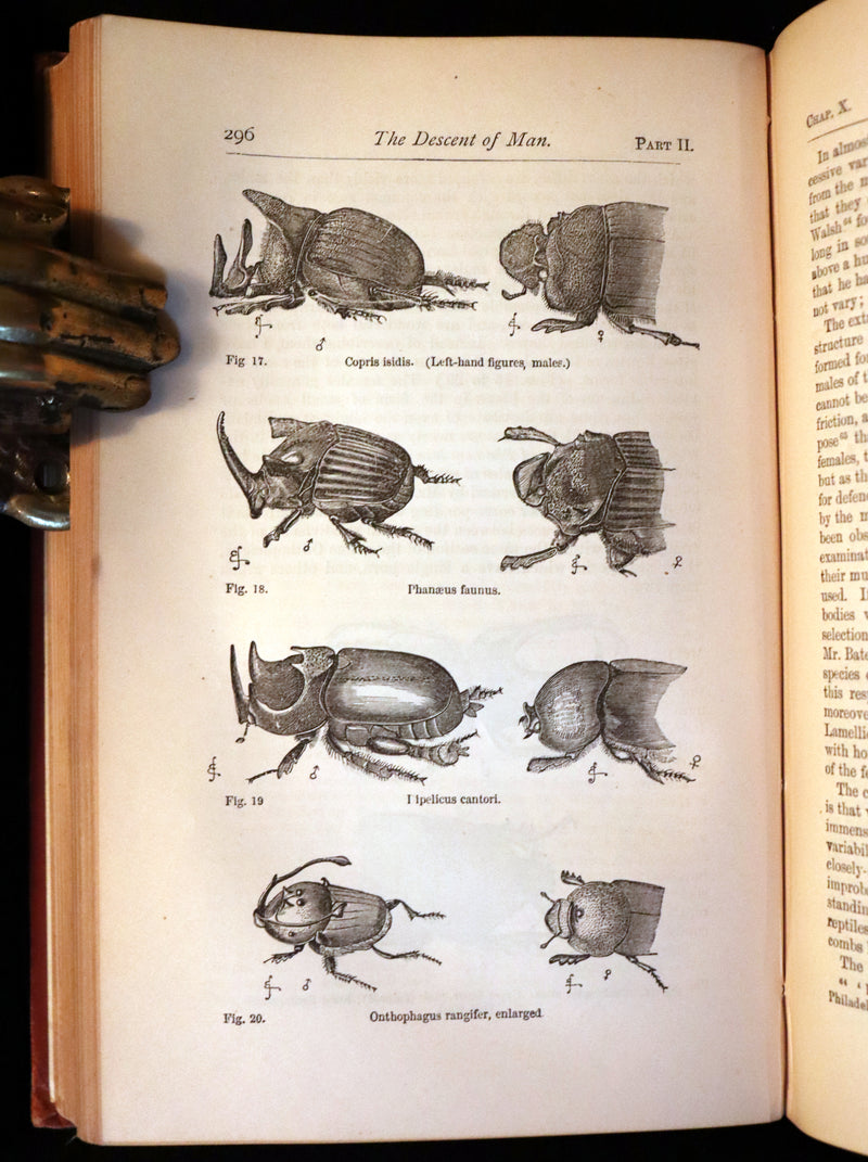 1883 Rare Book - CHARLES DARWIN - The DESCENT OF MAN and Selection in Relation to Sex.