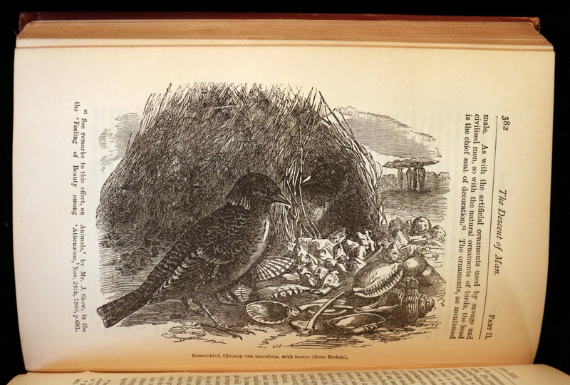 1883 Rare Book - CHARLES DARWIN - The DESCENT OF MAN and Selection in Relation to Sex.
