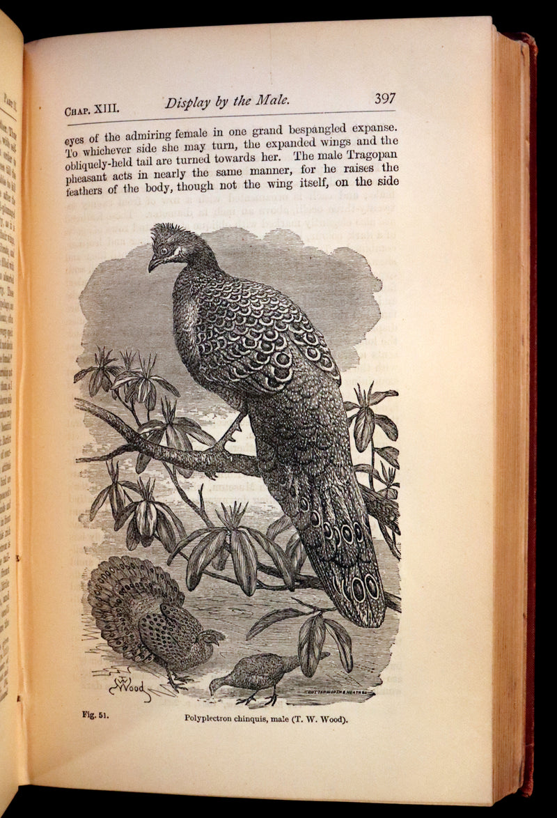 1883 Rare Book - CHARLES DARWIN - The DESCENT OF MAN and Selection in Relation to Sex.
