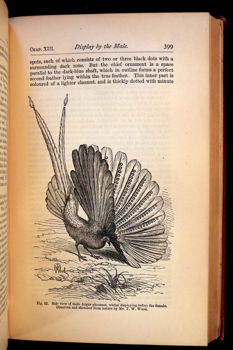 1883 Rare Book - CHARLES DARWIN - The DESCENT OF MAN and Selection in Relation to Sex.