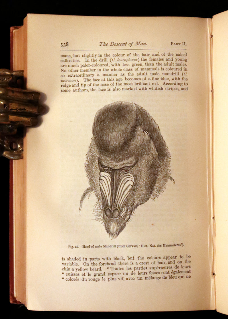 1883 Rare Book - CHARLES DARWIN - The DESCENT OF MAN and Selection in Relation to Sex.