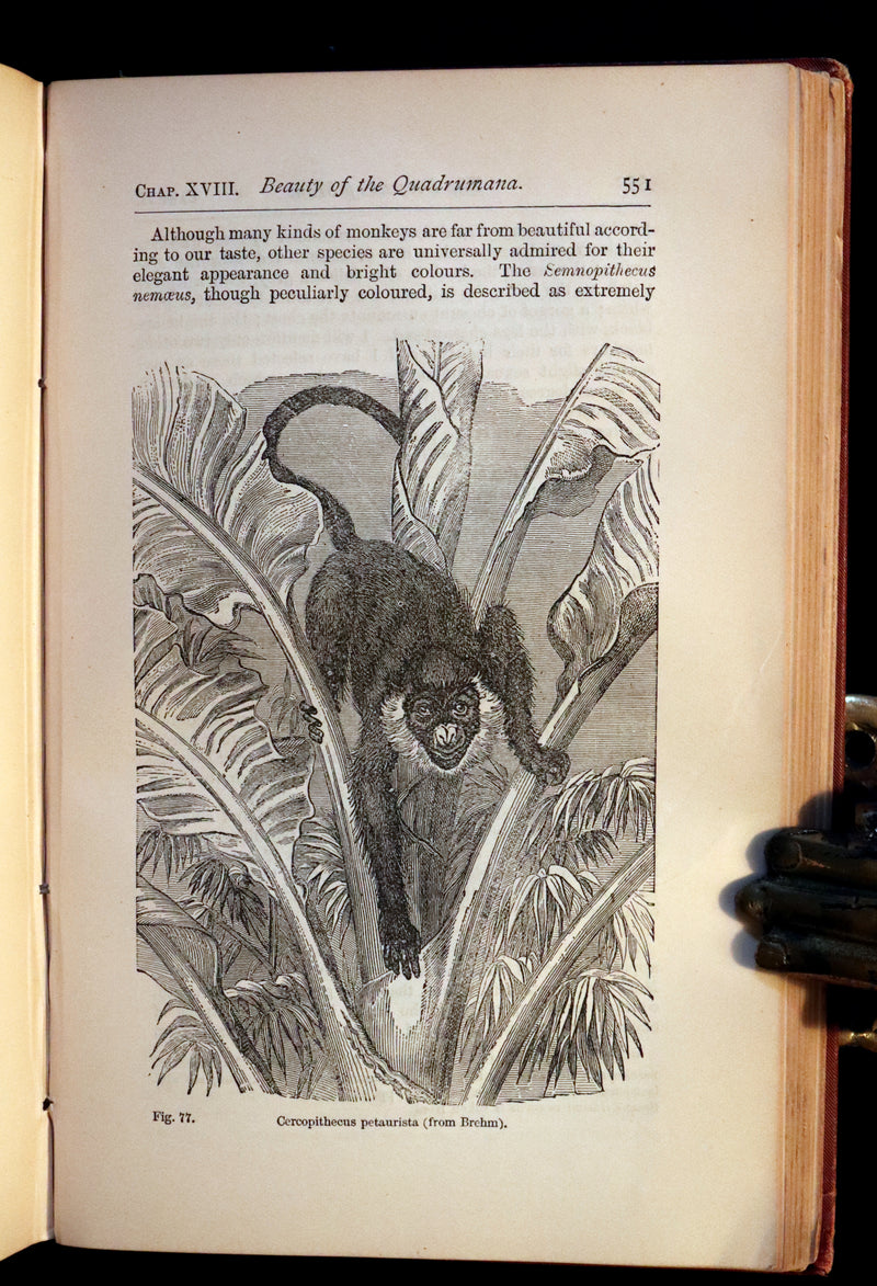 1883 Rare Book - CHARLES DARWIN - The DESCENT OF MAN and Selection in Relation to Sex.