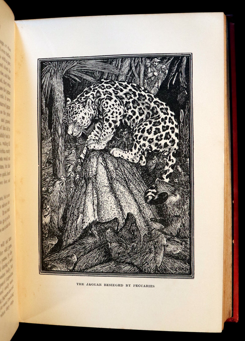 1899 First Edition - The RED BOOK of ANIMAL STORIES by Andrew Lang Illustrated by H.J. FORD.