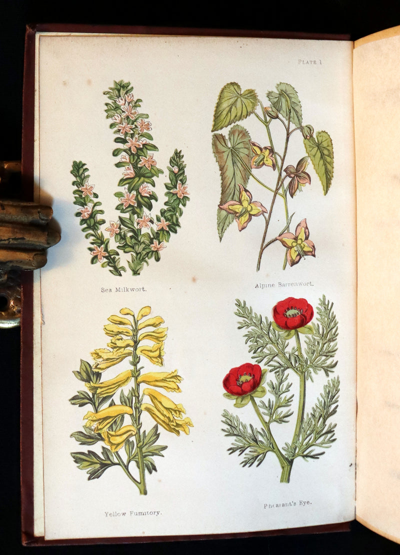 1878 Rare Victorian Book - FIELD FLOWERS, A handy-book for the rambling by the famous botanist James Shirley Hibberd.