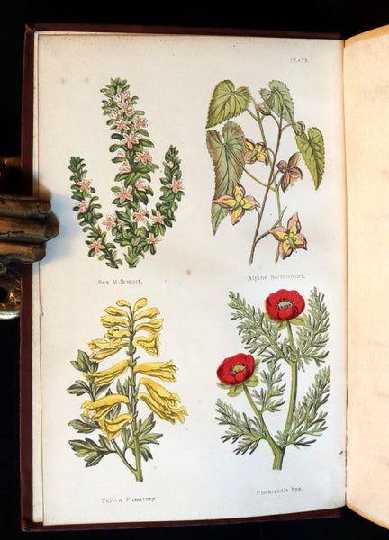 1878 Rare Victorian Book - FIELD FLOWERS, A handy-book for the rambling by the famous botanist James Shirley Hibberd.